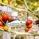 An AppHarvest robot picks vegetables.